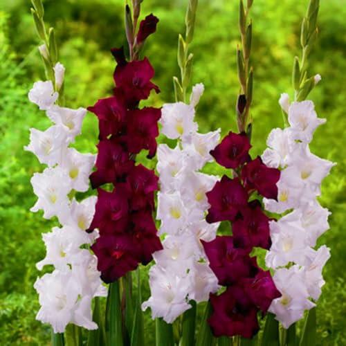 Bulbo De Gladiolo-Planta De Gladiolos,Gladiolus Tristis,Gladiolos Bulbos,Decoracion De Jardin,Plantar En Macetas-15Bulbos-c