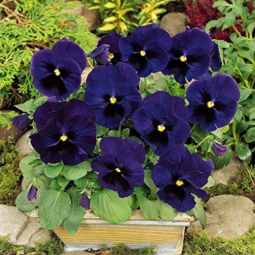 100 Pansy Swiss Giant Ullswater Seeds - Deep Blue Pansy Flowers - 100 Seeds