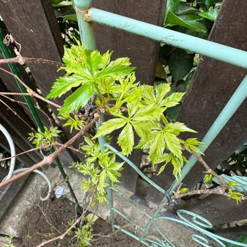 Parthenocissus tricuspidata, kletterpflanzen winterhart schnellwachsend Wilder Wein Winterhart, hängend 100Samen