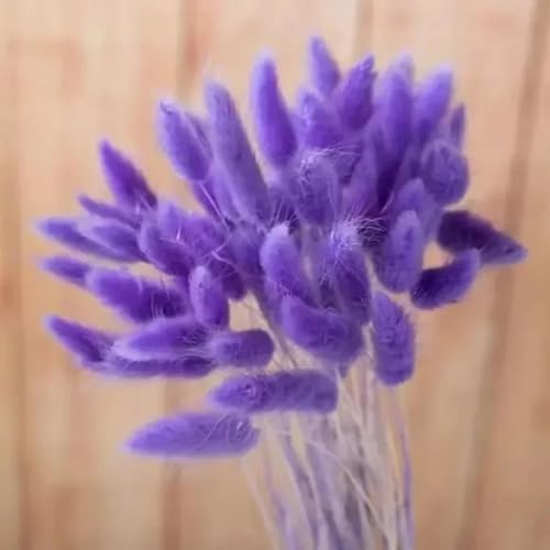 FOSANGPUSHI Getrocknete Blumen,100 Stück 45 cm natürliches Kaninchen-Hasenschwanz-Gras, getrockneter Blumenstrauß, Hochzeitsdekoration, künstliche Blumen, Boho-Heimdekoration, tiefes Lila