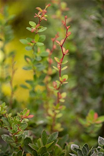 Polsterberberitze Berberis buxifolia Nana 25-30 cm winterhart immergrün | Kompakter Wuchs, gelbe Blüten, blaue Beeren, sonnig bis halbschattig, ideal für Einfassungen und Grabbepflanzung
