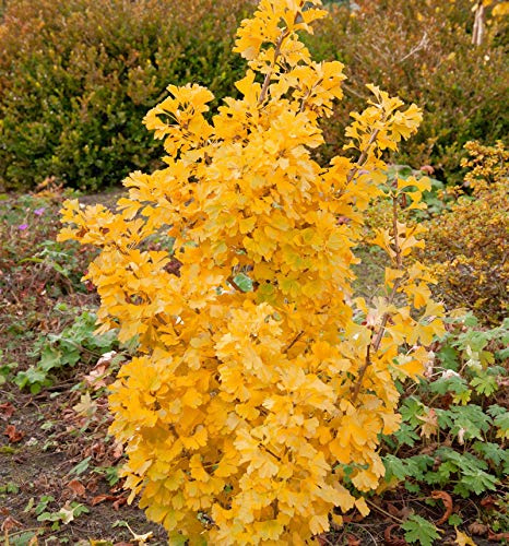Kleiner Ginkgobaum Simon 70-80cm - Ginkgo biloba - lebende Gartenpflanze aus den Baumschulen