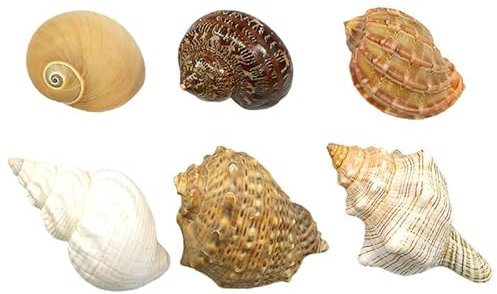 Coquillage naturel,Coquillages de plage, Coquilles de bernard-l'ermite de taille moyenne à grande Coquille de remplacement for bernard-l'ermite Fournitures for bernard-l'ermite Coquille de conque natu