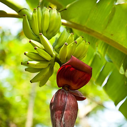 semillas de plátano - Variedades antiguas interior banano invernadero interior 65pcs
