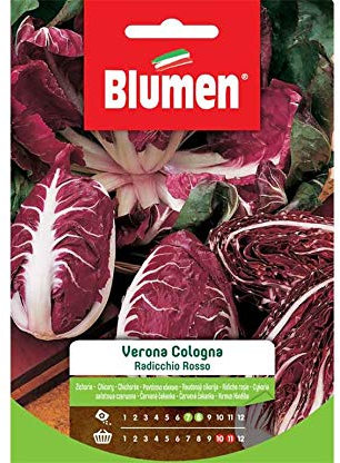 BLUMEN SEMENTI, RADICCHIO ROSSO VERONA COLOGNA