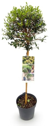Green boutiQ - Plante de Jardin - Ligustrum delavayanum - Arbre en Tige - Plante de Terrasse - Persistant - Peu d'Entretien - Pot 19cm Hauteur 90cm