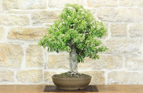Bonsai di Pyracantha Coccinea (166)