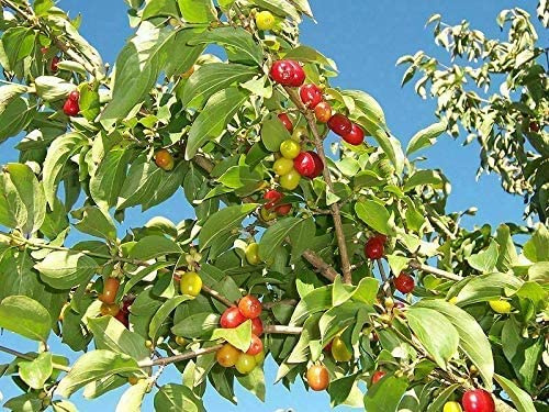 Kornelkirsche Cornus mas Pflanze 5-10cm Herlitze Hirlnuss gelber Hartriegel