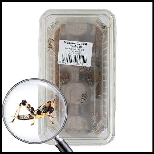 Livefoods4u Medium Live Locusts 12-20mm Tub of 15 | Reptile Live Food