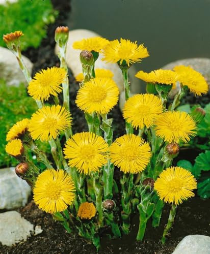 Tussilago farfara 9x9 cm Topf – Winterhart, Mehrjährig, Pflegeleicht – Huflattich – Bodendecker für Garten & Böschung