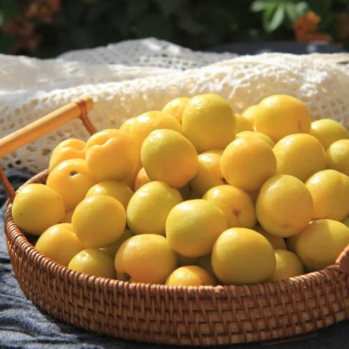 Semillas resistentes de albaricoquero, jardín de albaricoque, Prunus armeniaca, para jardin balcón 3pcs