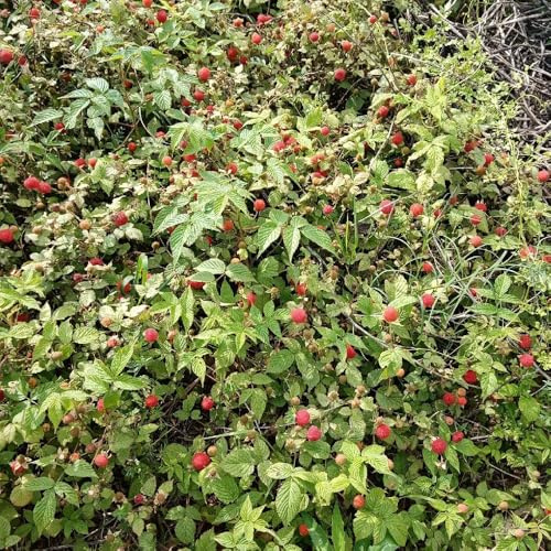 fresas silvestres - Semillas de resistentes balcón fresas silvestres raros espaldera Compra orgánicos de bayas 350semillas