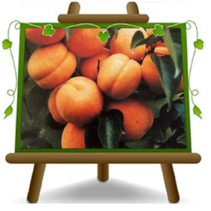 EURO PLANTS VIVAI Albicocco Bella Venosta pianta da frutto su vaso 22-24 cmAltezza 180-200 cm - Età 4 anni