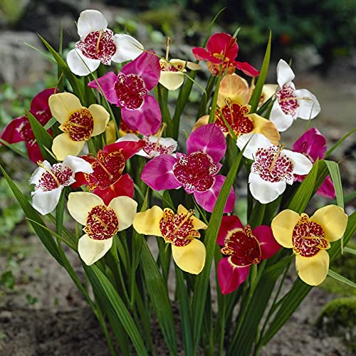 Tigridia 'Tiger Flower' Mixed Bulbs 25 Bulbs per Pack