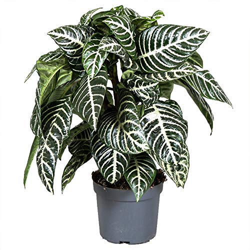 Aphelandra squarrosa grüne Zebrapflanze für Zuhause oder das Büro (25-35cm mit Topf)
