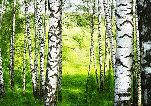 wandmotiv24 Fototapete Birkenwald Wiese Landschaft, 200 x 140cm - selbstklebende Vliestapete 150g, Wanddeko, Wandbild, Wandtapete, Wald Birken Bäume M5834