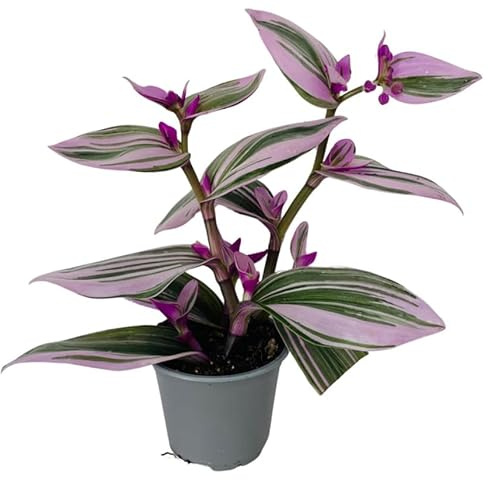 Planta Rosada Viva Tradescantia Nanouk Natural Estilo Único para Espacios Luminosos