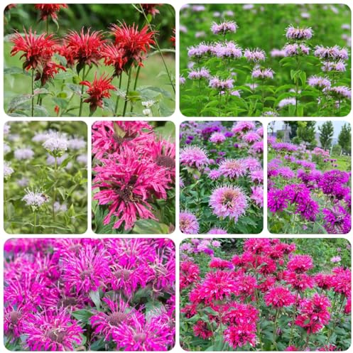 Semi resistenti all'ortica indiana - giardino per esterni di melissa da balcone esotiche da appartamento decorazione 200pcs