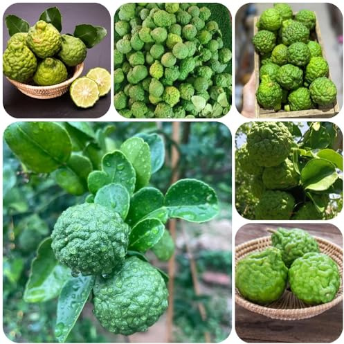 semi di tiglio, Gli da frutto nani sono resistenti Semi di lime, Citrus hystrix, frutteto, fresca resistenti per il giardino 80pcs