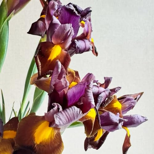 Semillas de iris, Iris tectorum, resistentes para balcones. Los lirios son perennes resistentes, comprar de iris Las perennes 150pcs