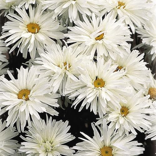 Leucanthemum 'Crazy Daisy' Frilly White Blooms Shasta Daisy Bee-Friendly Cut Flowers 1X 1 Litre Pot by Thompson and Morgan