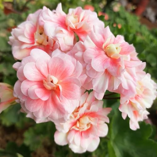 semillas de geranio - decoración resistentes exóticas aptas abejas 250pcs