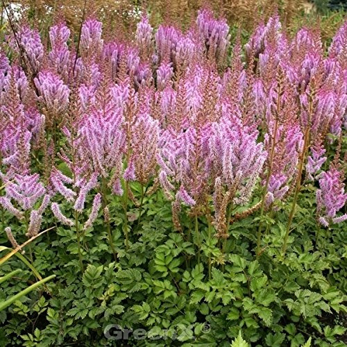 Prachtspiere Superba - Astilbe chinensis - lebende Gartenpflanze aus den Baumschulen