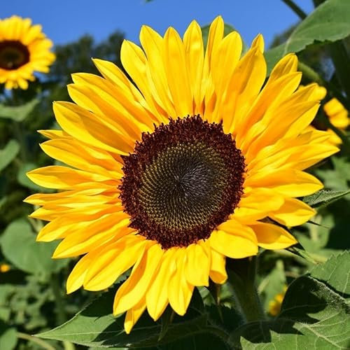 MAELSA® GRAINES EN SACHET POUR POTAGER ET JARDIN - FLEURS - SEMENCES DE FLEURS DIVERS VARIETES AU CHOIX (TOURNESOL)