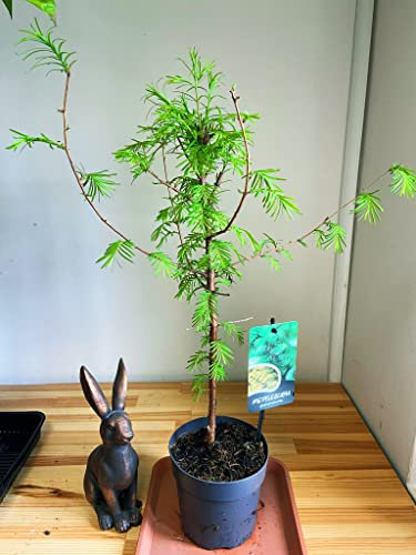 2 x Dawn Redwood Tree in 12cm Pot Large Outdoor Hedge Plant 60-65cm Tall