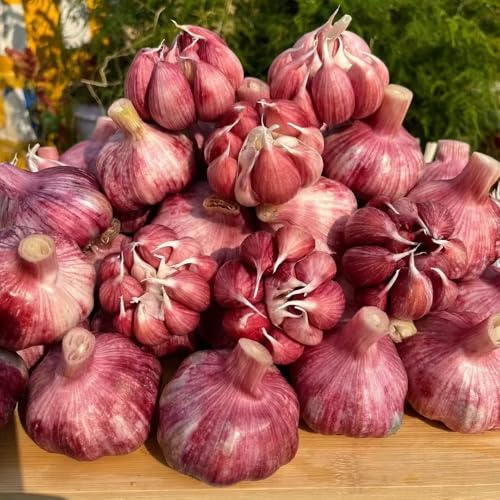 semi di aglio resistente, Allium sativum, invernali giardino 200pcs