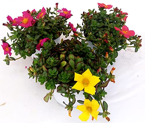 POWERS TO FLOWERS - PORTULACA TRIS, ROSA INTENSO, GIALLO, ARANCIO, 3 PIANTE, piante vere
