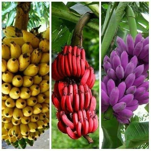 100Pcs Mixed Banana Tree Seeds