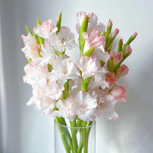 Bombilla de gladiolos,perennes resistentes,Decoración de jardín,para plantar,decoración de sala de estar moderna.6pcs