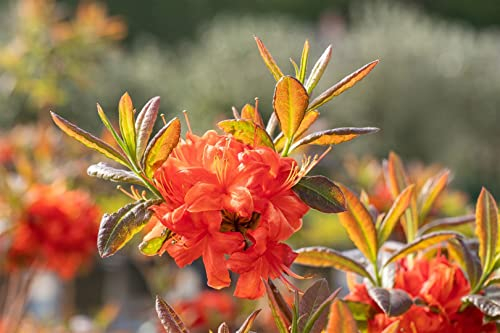 Rhododendron luteum 'Fireball' 30–40 cm – Winterhart & Mehrjährig – Azalee – Zierstrauch für Garten & Beet