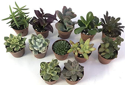 Pungilandia Set N. 12 piante grasse in vaso cm. 5,5 senza spine