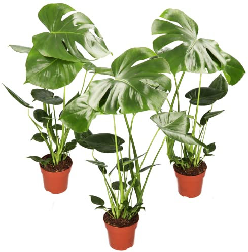 Monstera Deliciosa 3er-Set, 55-70cm, 14cm Topf Ø, Pflanzen-Set für Wohnung und Büro, Qualität vom Pflanzen Profi, Schneller Pflanzenversand, Ideale Raumbegrünung