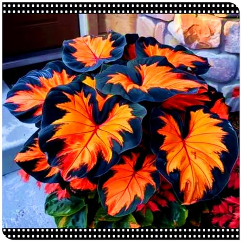 Seltene Funkie/Winterharte Funkie für den Außenbereich/Deutsche Gartenpflanze-6 PCS-J