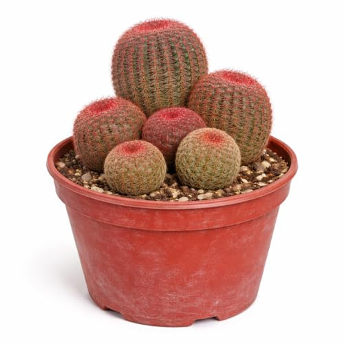Exotenherz Echinocereus rigidissimus rubrispinus - Cactus esférico raro - Rarity - Maceta de 14 cm - 30 cm de alto