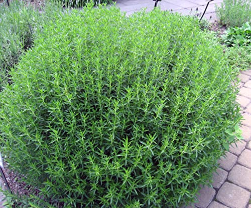 CEMEHA SEEDS - Seeds Summer Savory Non GMO Herbs for Planting 1000 Seeds