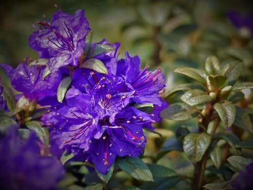Rhododendron impeditum La Amistad - Kleinblättrige Alpenrose - 30-40cm