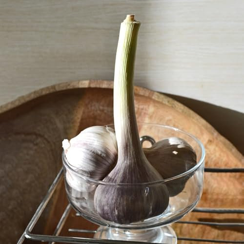 3 piezas palito de ajo (ajo, ajo) plantas de jardin plantar ajo regalos para los amantes del jardín jardín de plantas plantas vegetales flores del jardin Las plantas de sombra son