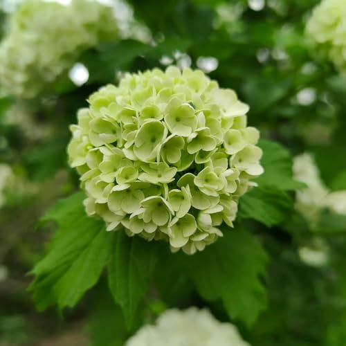 Semi di ortensia palla di neve, da esterno resistenti serre da balcone semi farfalle vecchie varietà decorazione del soggiorno decorazione floreale 90pcs