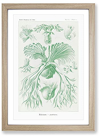 Ferns Vol.2 by Ernst Haeckel Framed Print | A2 Oak Framed Wall Art | Ready to Hang | Modern Floral Picture | Living Room Bedroom Lounge Office