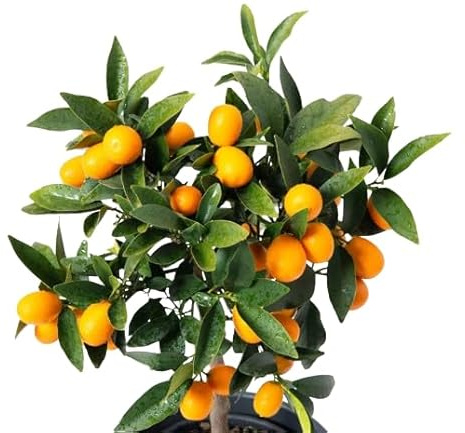 Naranjo Enano - Kumquat Natural Cultivo Fresco y Delicioso