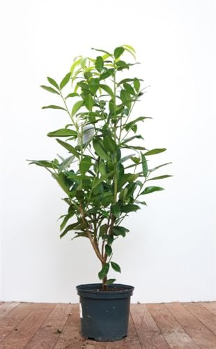 Prunus laurocerasus 'Genolia' 40–60 cm – Immergrün, Winterhart, Pflegeleicht – Kirschlorbeer – Heckenpflanze für Garten & Sichtschutz