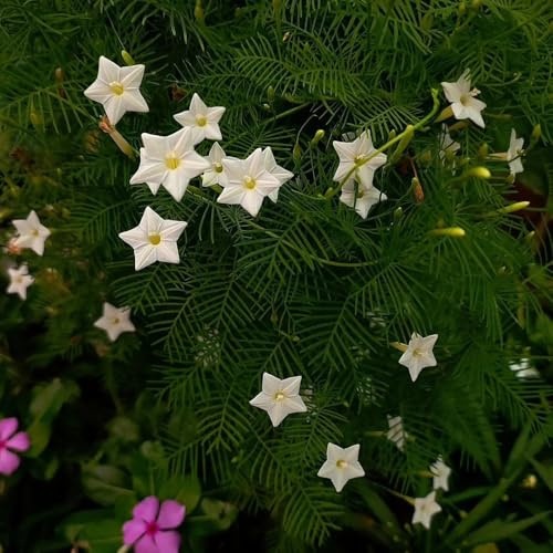 Semillas de Ipomoea quamoclit, Decoración jardín para exteriores trepadoras resistentes verano balcón resistentes exterior otoño silvestres 300pcs