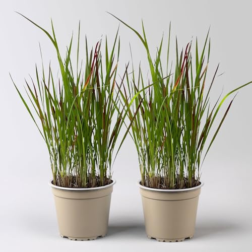 Japanisches Blutgras 'Red Baron', Blattspitzen in rot, Topf -Ø 19 cm, 2 Pflanzen