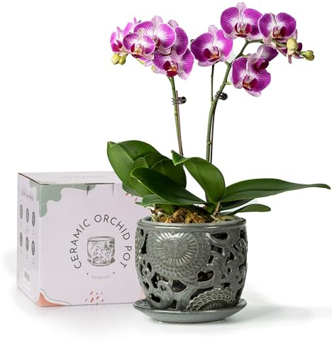 HERDUK Pot à orchidée en céramique avec trous de drainage et soucoupe, 16,5 cm, conteneurs à orchidées d'intérieur avec aération et drainage précis, gris foncé