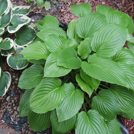 50pcs New Fresh Hosta Plant Seeds Green