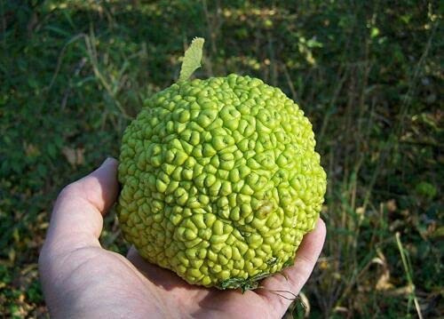 10 HEDGE APPLE Osage Orange Horse Apple Monkey Ball Maclura Pomifera Tree SEEDS:Seeds